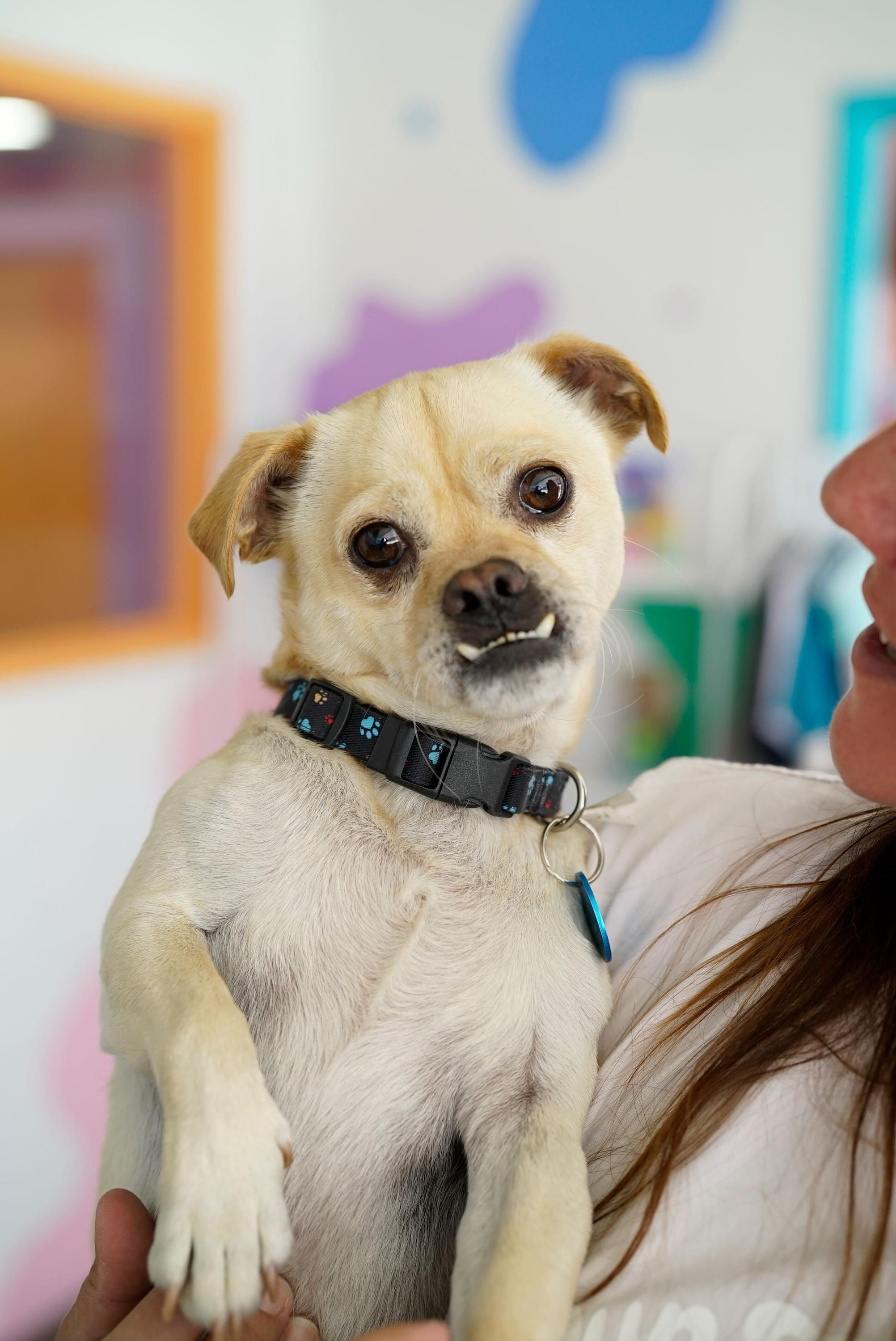 Enlarge Vinny, a Adoptable mixed breed in Pasadena, CA image 6/6