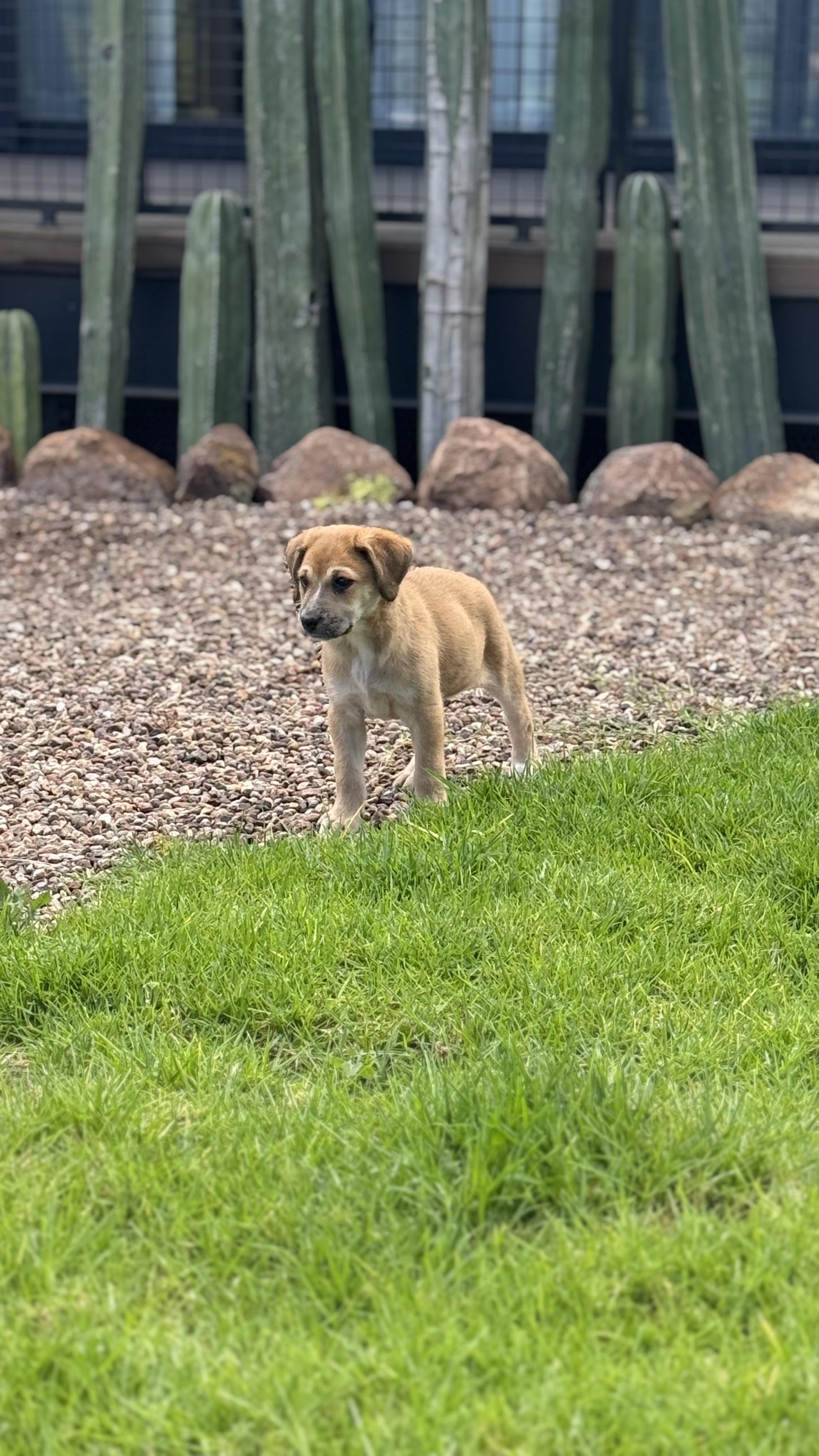 Enlarge Tilly, a Adopted mixed breed in Austin, TX image 5/6