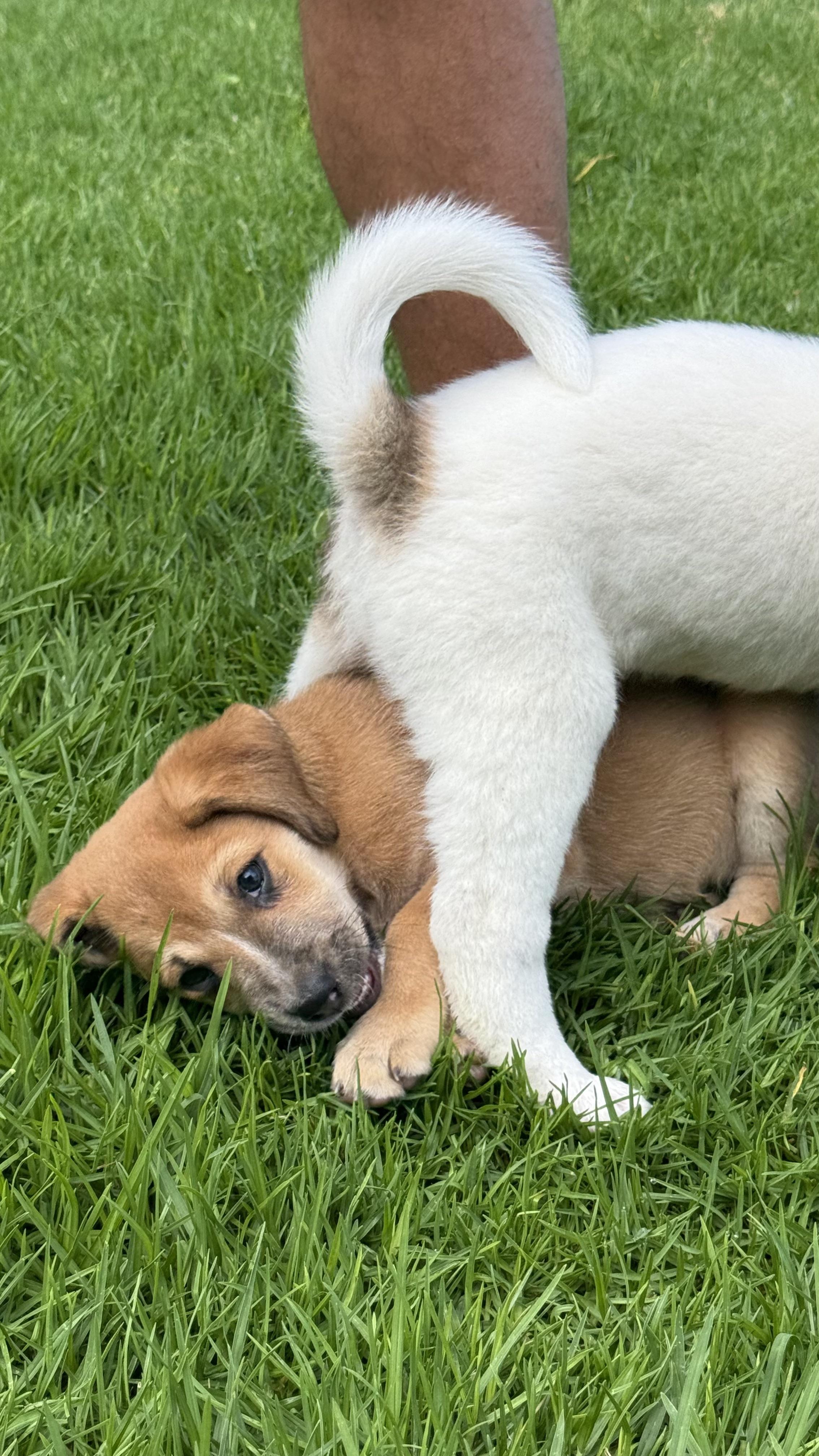 Enlarge Tilly, a Adopted mixed breed in Austin, TX image 6/6