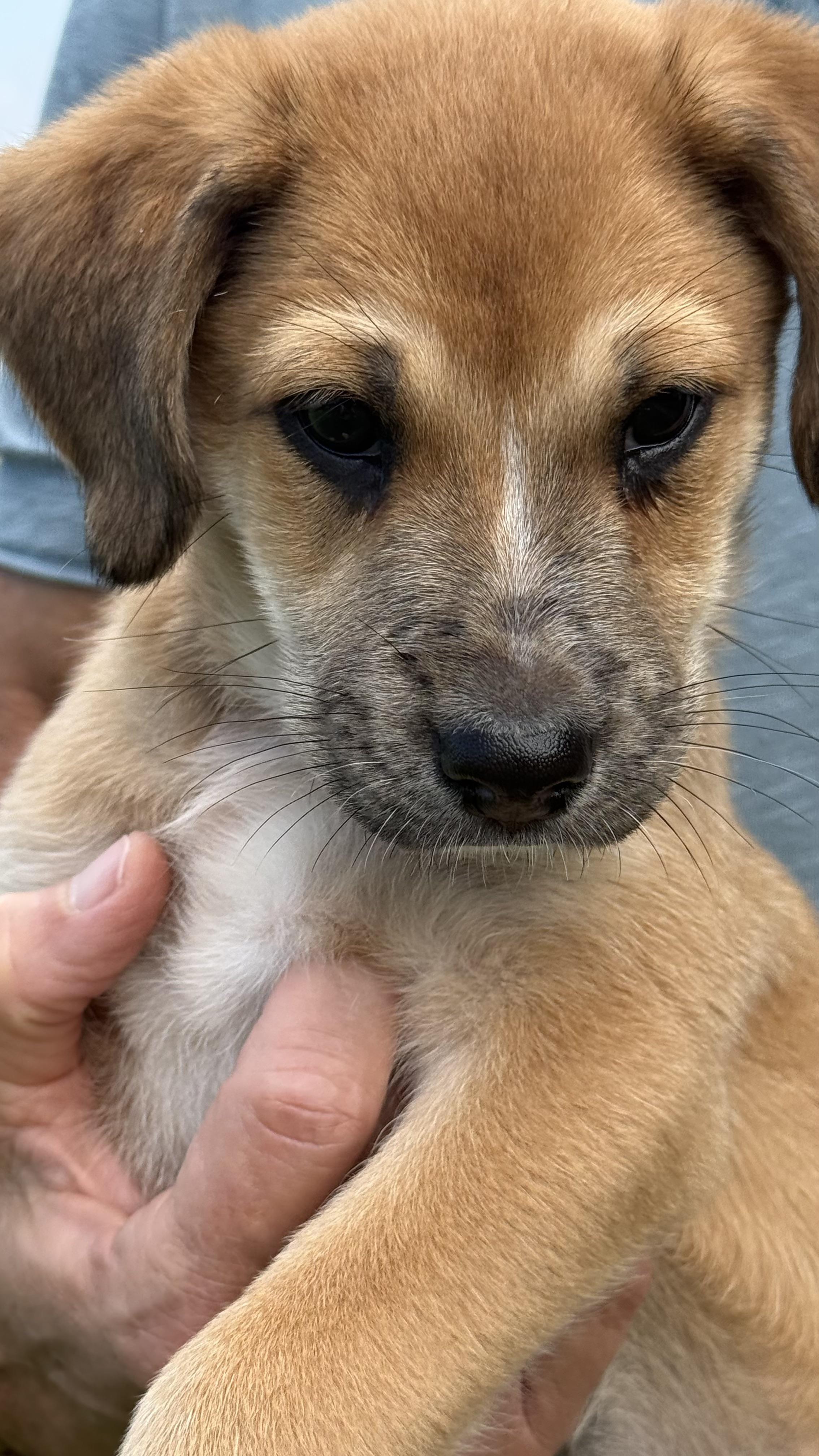 Enlarge Tilly, a Adopted mixed breed in Austin, TX image 2/6