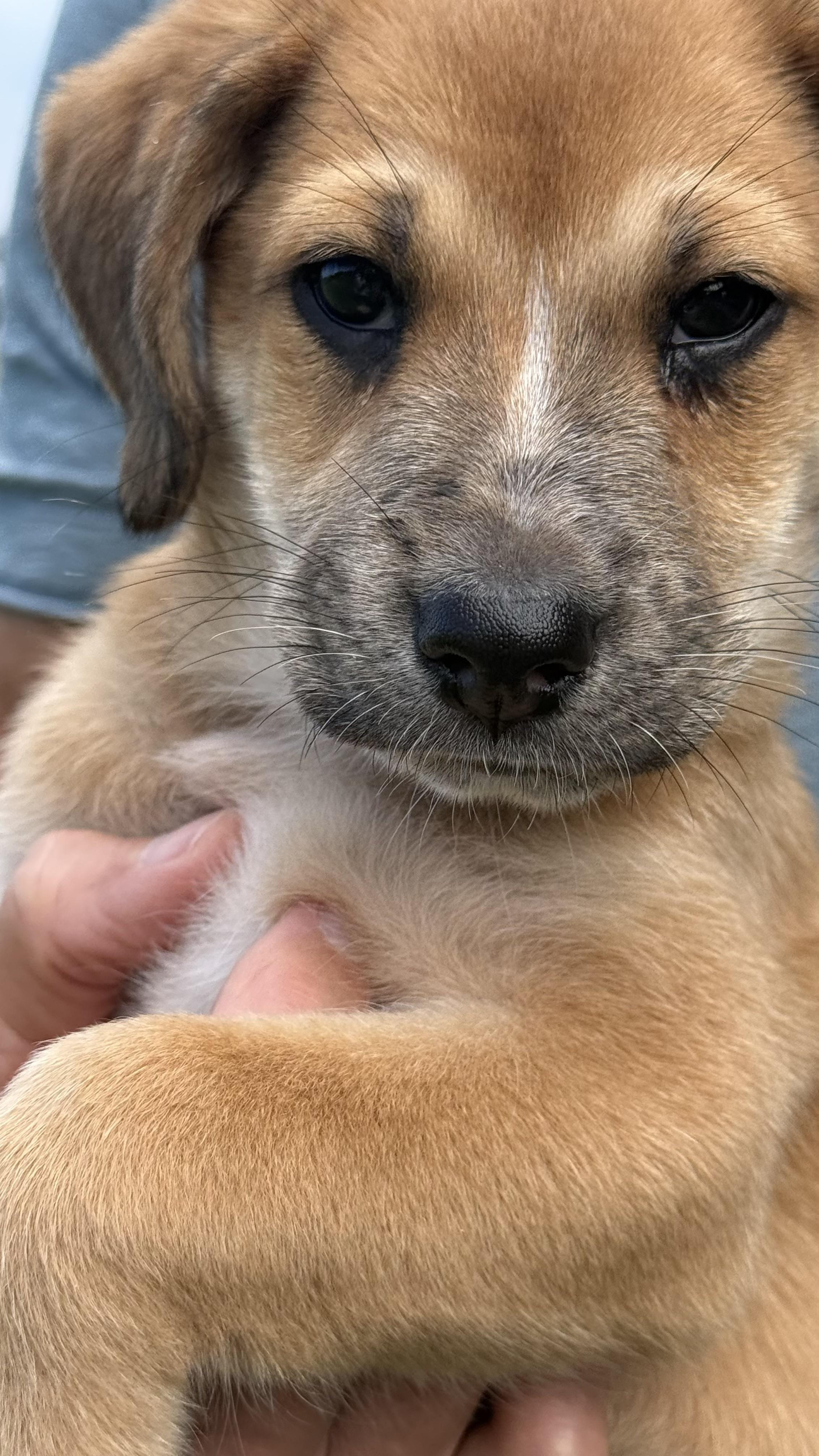 Enlarge Tilly, a Adopted mixed breed in Austin, TX image 3/6