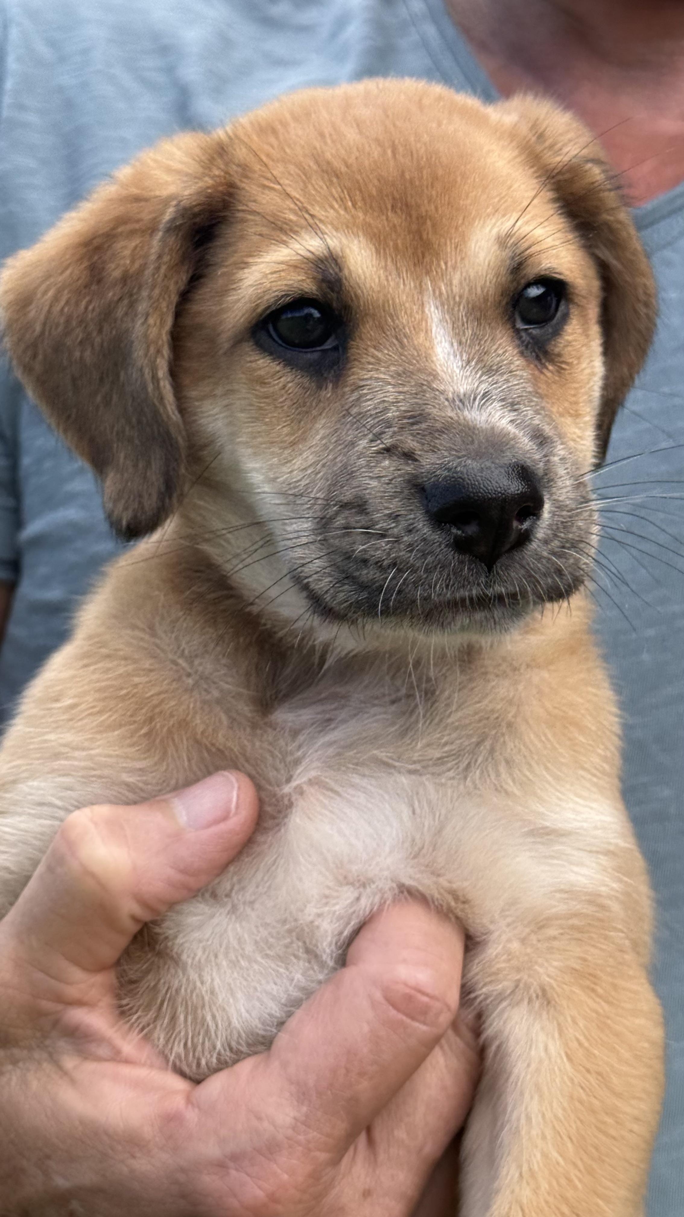 Enlarge Tilly, a Adopted mixed breed in Austin, TX image 1/6