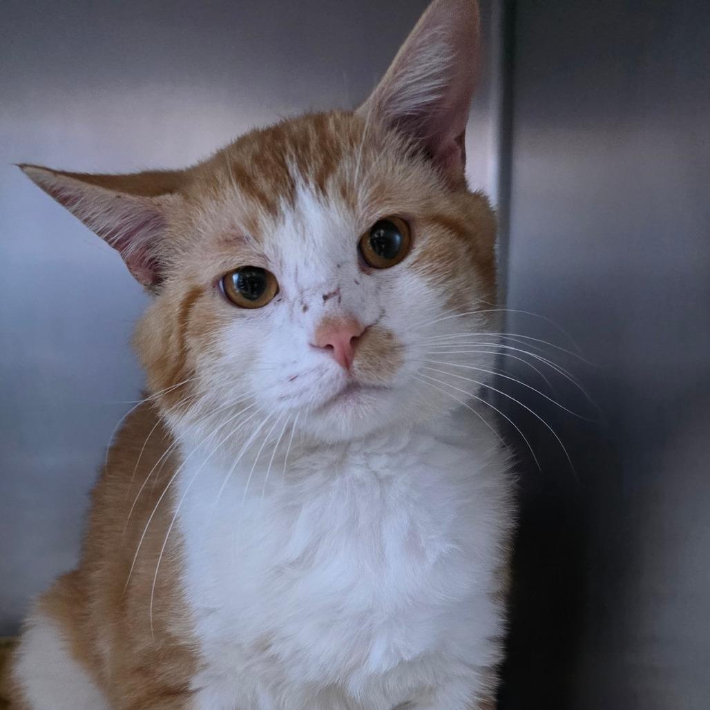 Mr. Cat, Adoptable, Adult Male Domestic Short Hair.