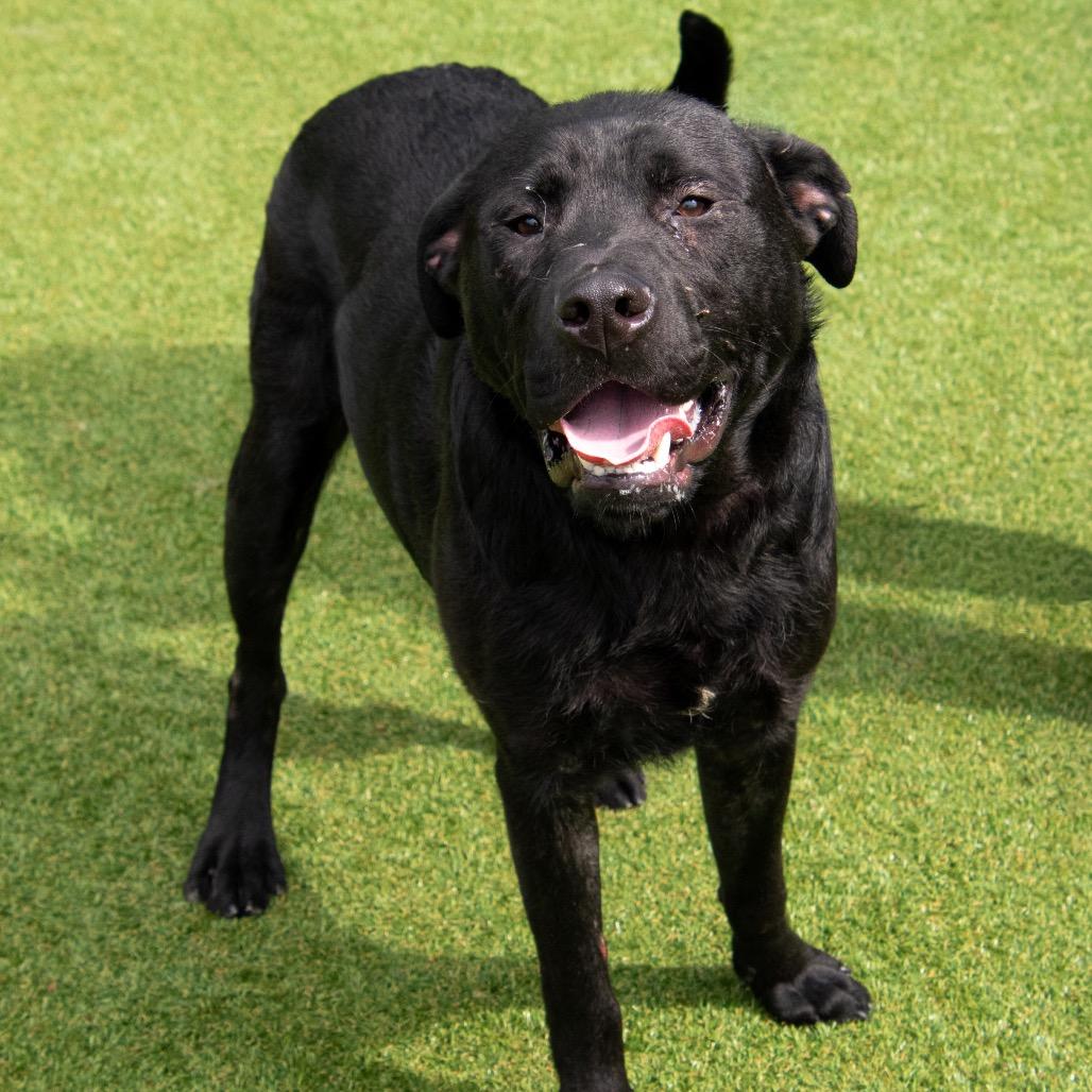 PJ, Adoptable, Adult Male Black Labrador Retriever & Mixed Breed.