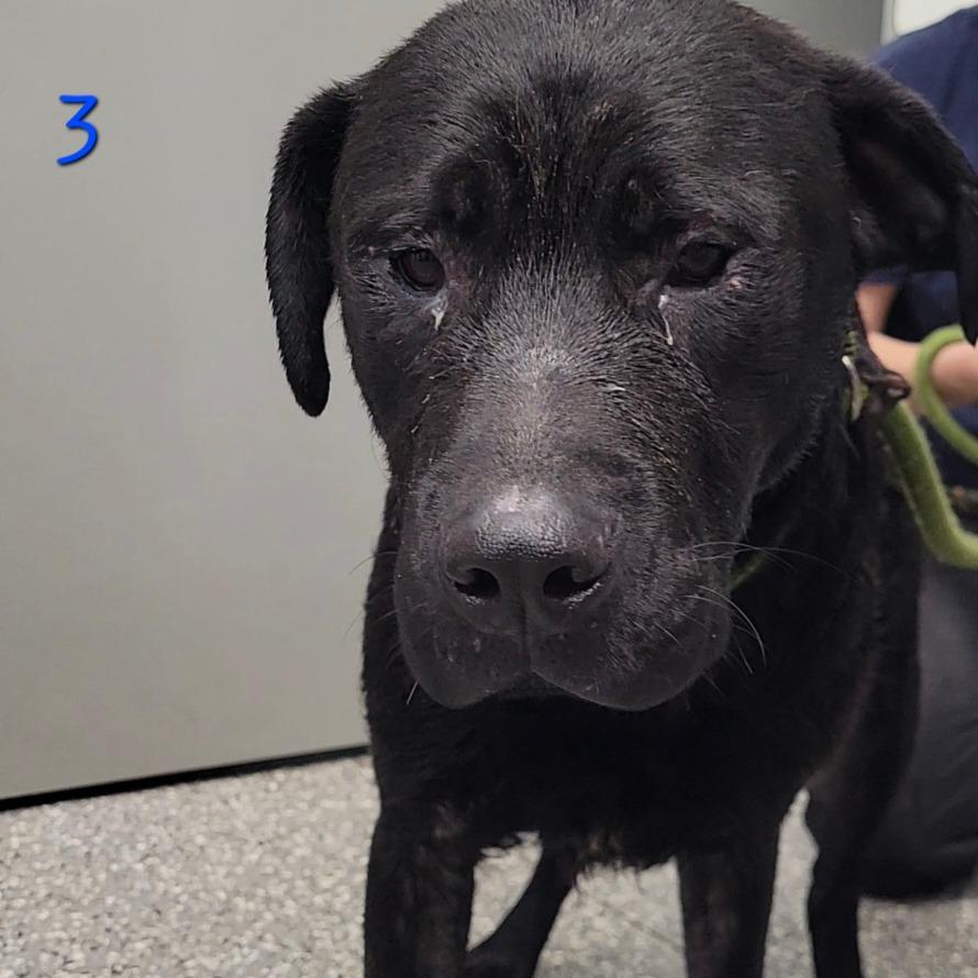 PJ, a Adoptable mixed breed in Parkersburg, WV image 2/3