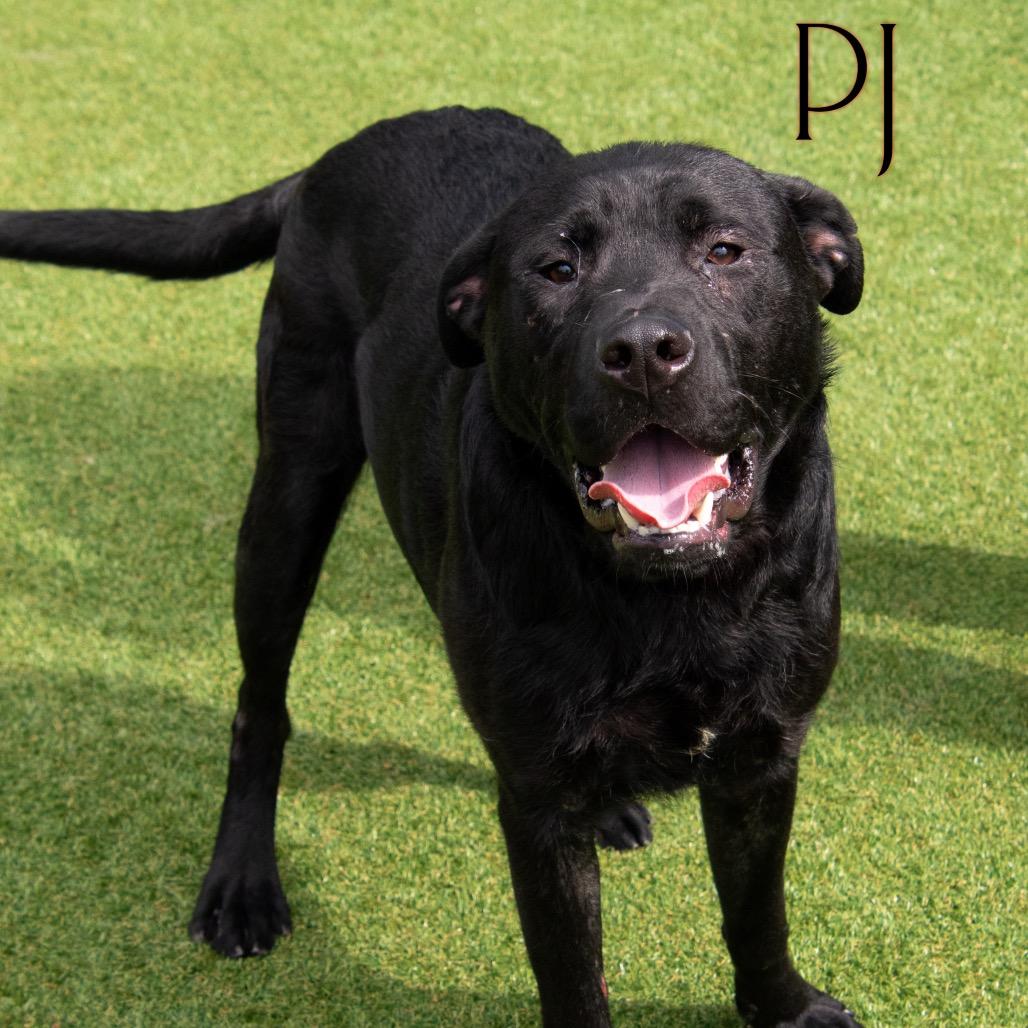 PJ, a Adoptable mixed breed in Parkersburg, WV image 3/3