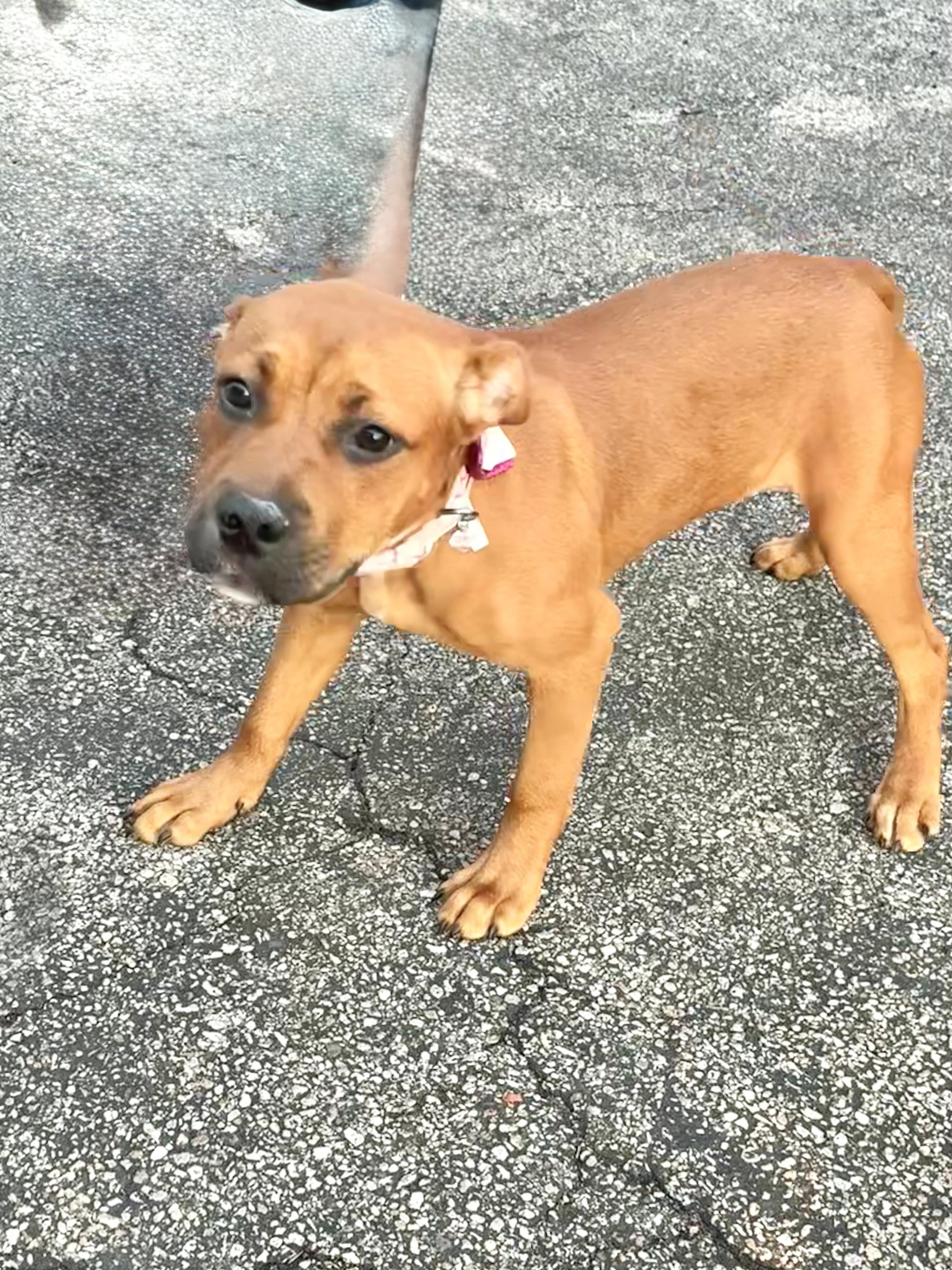 Elily, ADOPTABLE, Puppy Female Mountain Cur.