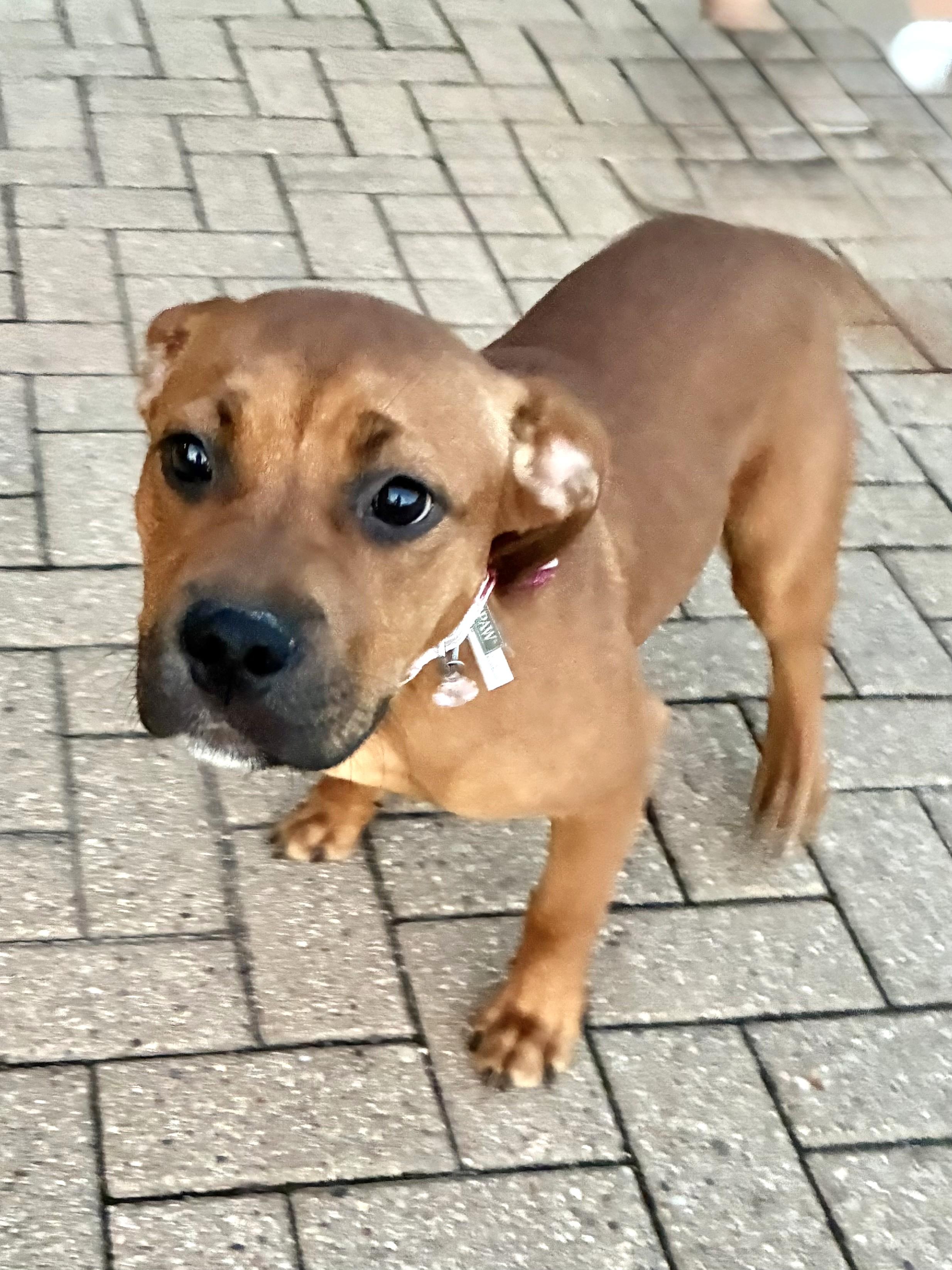 Enlarge Elily, a ADOPTABLE mixed breed in West Chicago, IL image 2/3