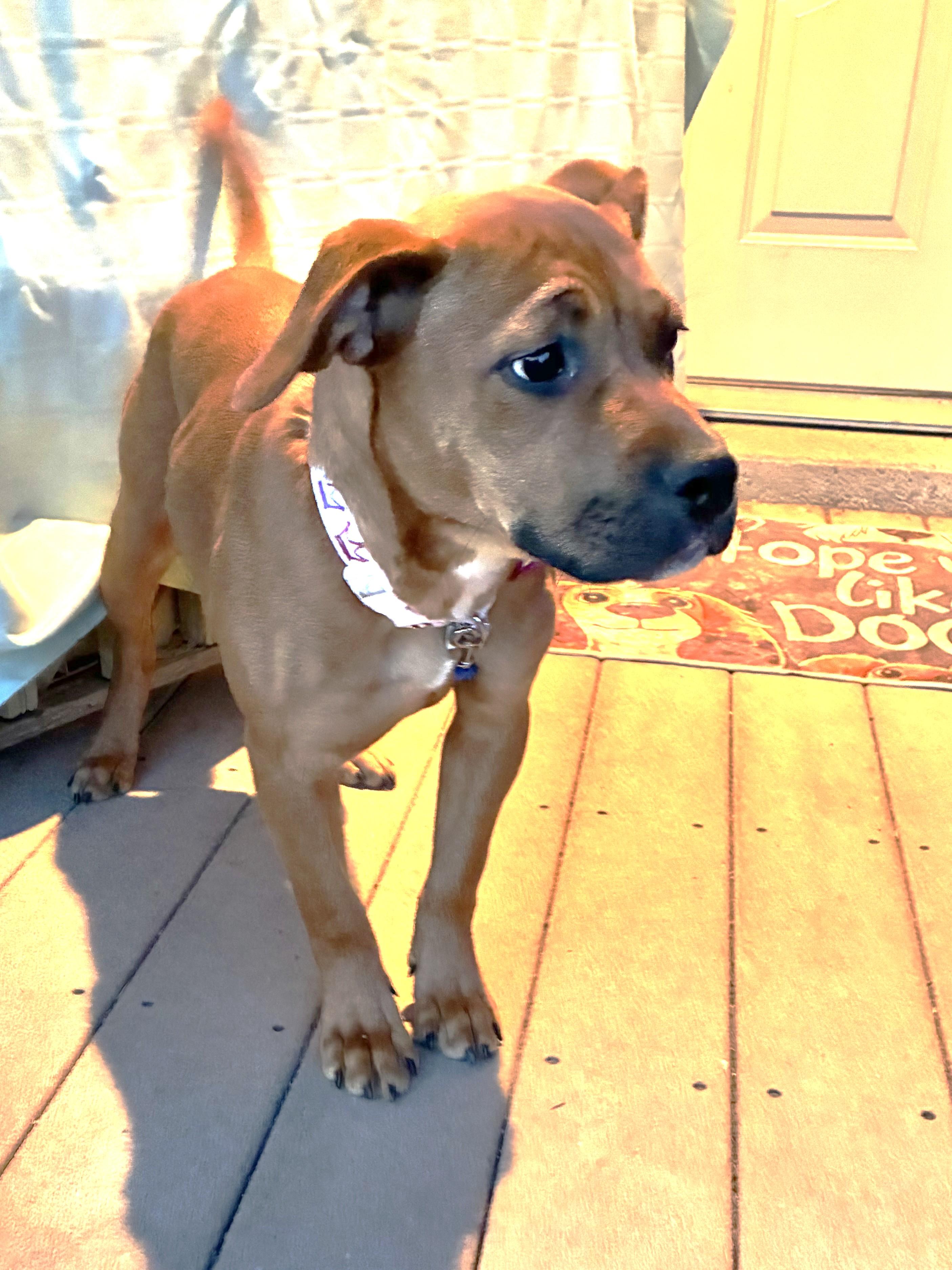 Enlarge Elily, a ADOPTABLE mixed breed in West Chicago, IL image 3/3