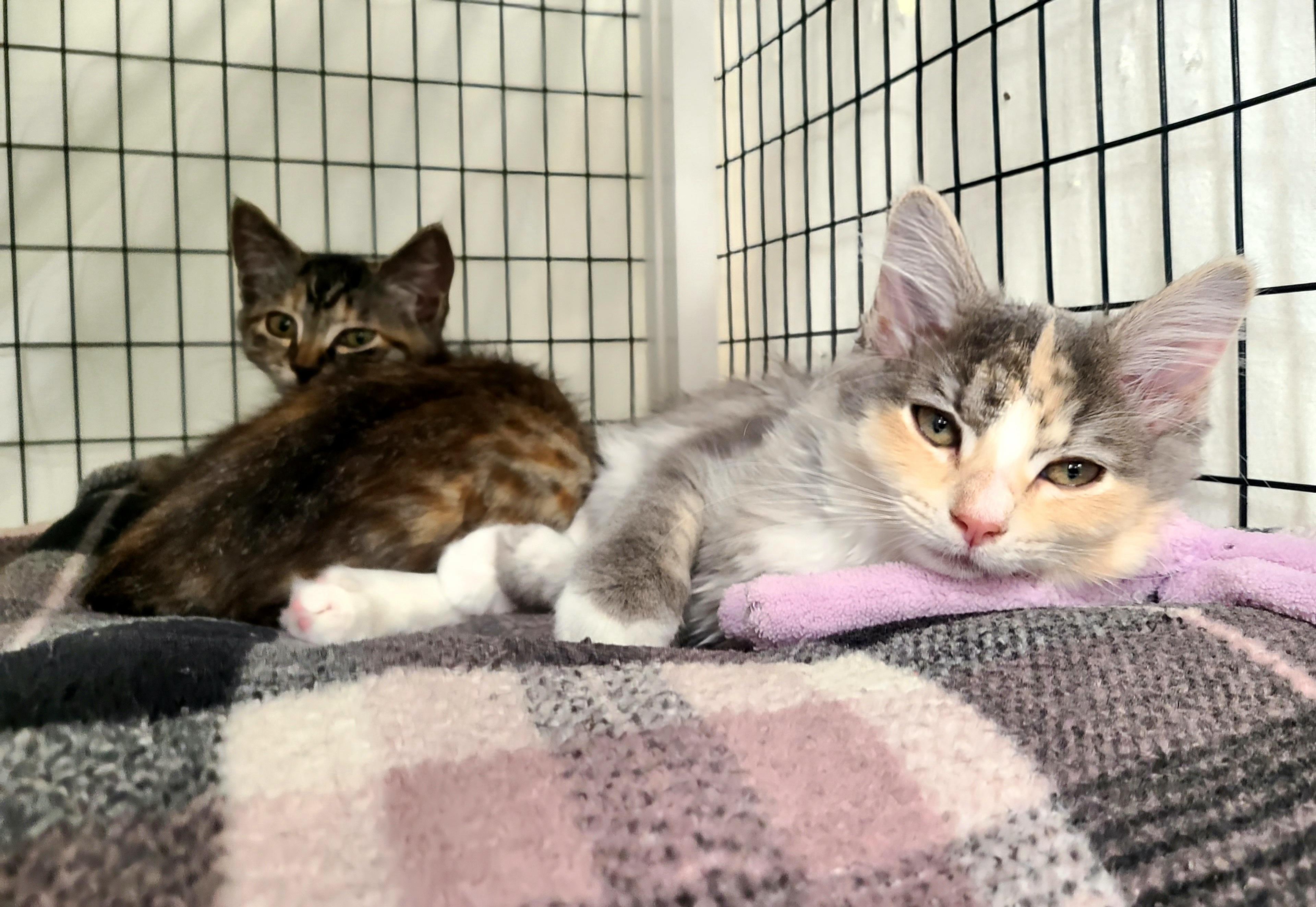 Enlarge Chrissy & Janet, an adopted Domestic Medium Hair in Kirkland, WA image 1/1