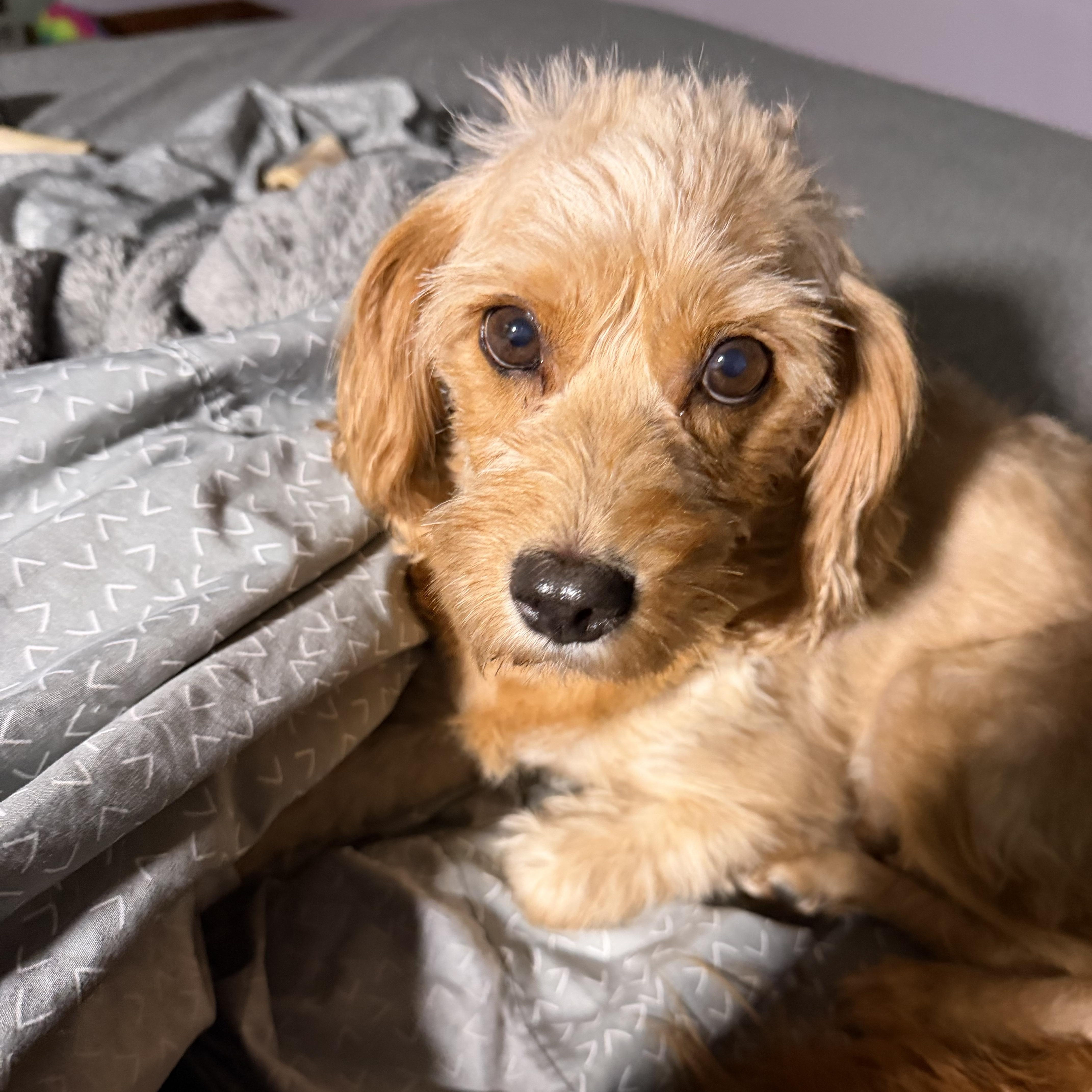 Chelsea. ADOPTED, ADOPTABLE, Adult Female Cavapoo.