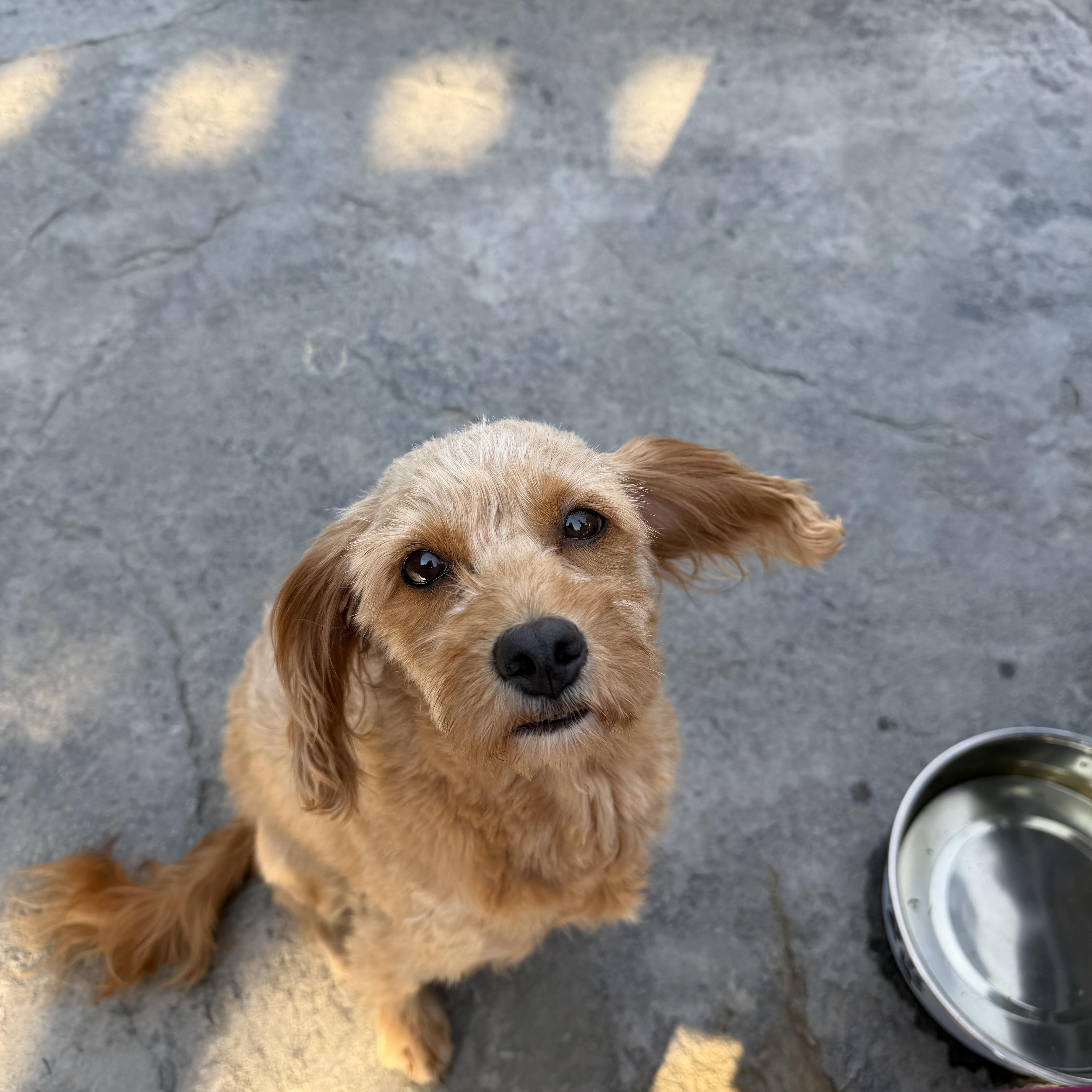 Enlarge Chelsea. ADOPTED, a ADOPTABLE Cavapoo in Union Grove, WI image 2/3