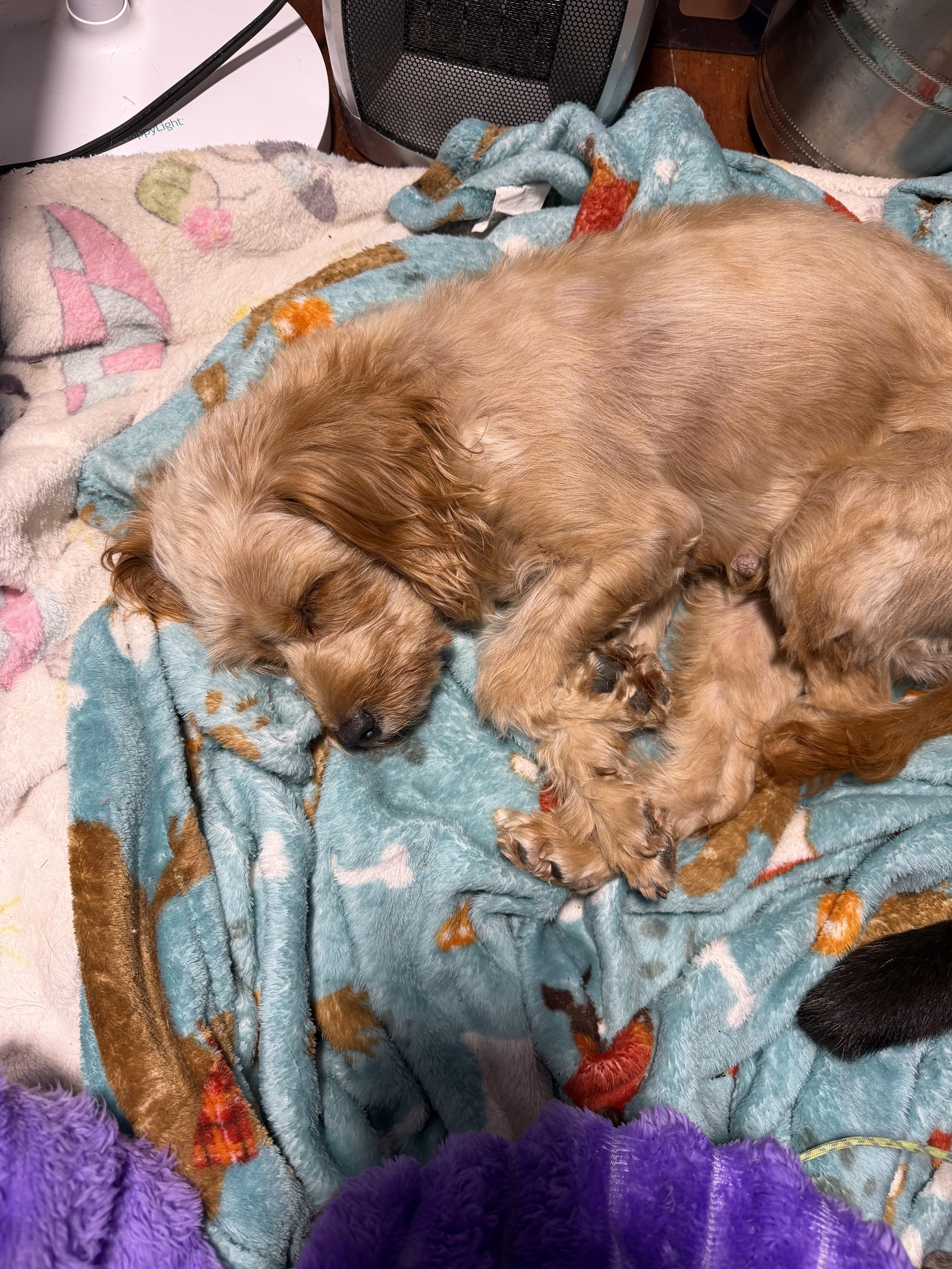 Enlarge Chelsea. ADOPTED, a ADOPTABLE Cavapoo in Union Grove, WI image 3/3