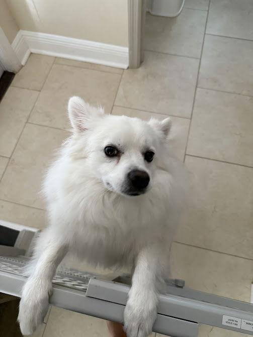 Enlarge Casper of FL (aka Ghost), a Adopted American Eskimo Dog in Randallstown, MD image 1/3
