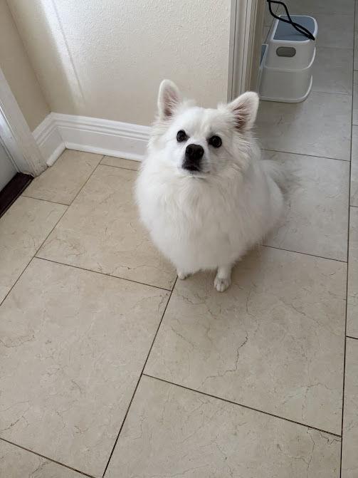 Enlarge Casper of FL (aka Ghost), a Adopted American Eskimo Dog in Randallstown, MD image 2/3
