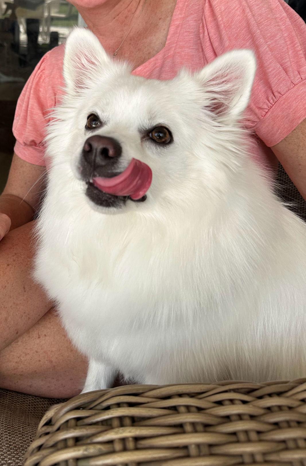 Enlarge Casper of FL (aka Ghost), a Adopted American Eskimo Dog in Randallstown, MD image 3/3