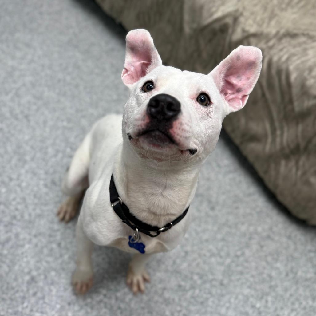 Mark, a Adoptable mixed breed in Monticello, IA image 5/5