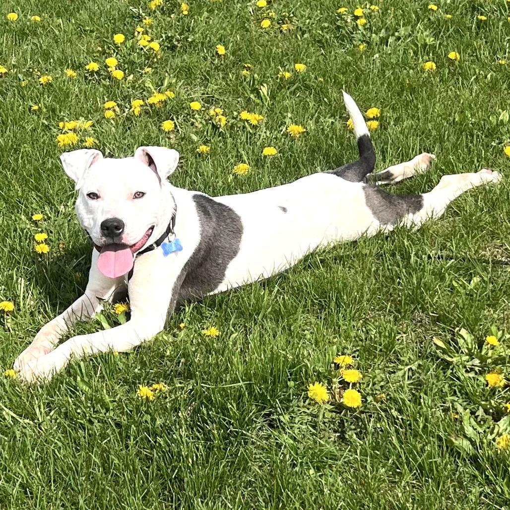 Mark, a Adoptable mixed breed in Monticello, IA image 1/5