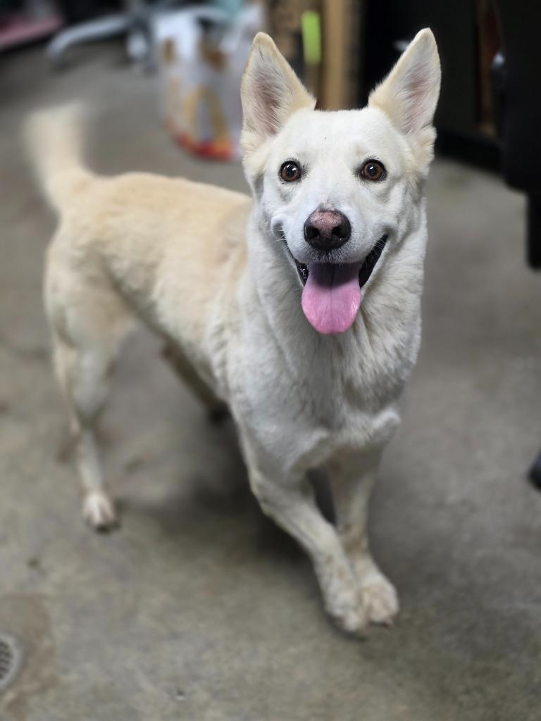 Vixen, Adoptable, Young Female Australian Kelpie & Mixed Breed.