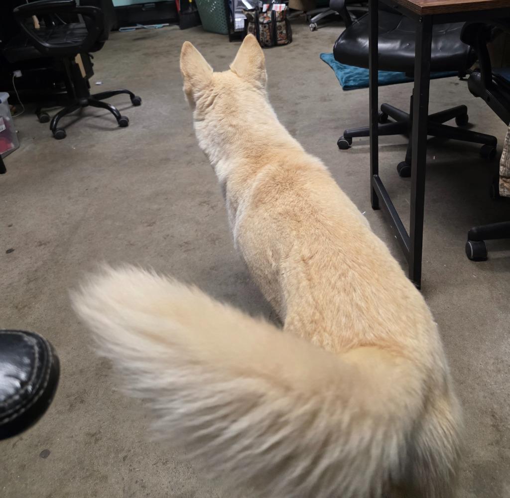 Enlarge Vixen, a Adoptable mixed breed in Rockport, TX image 2/4