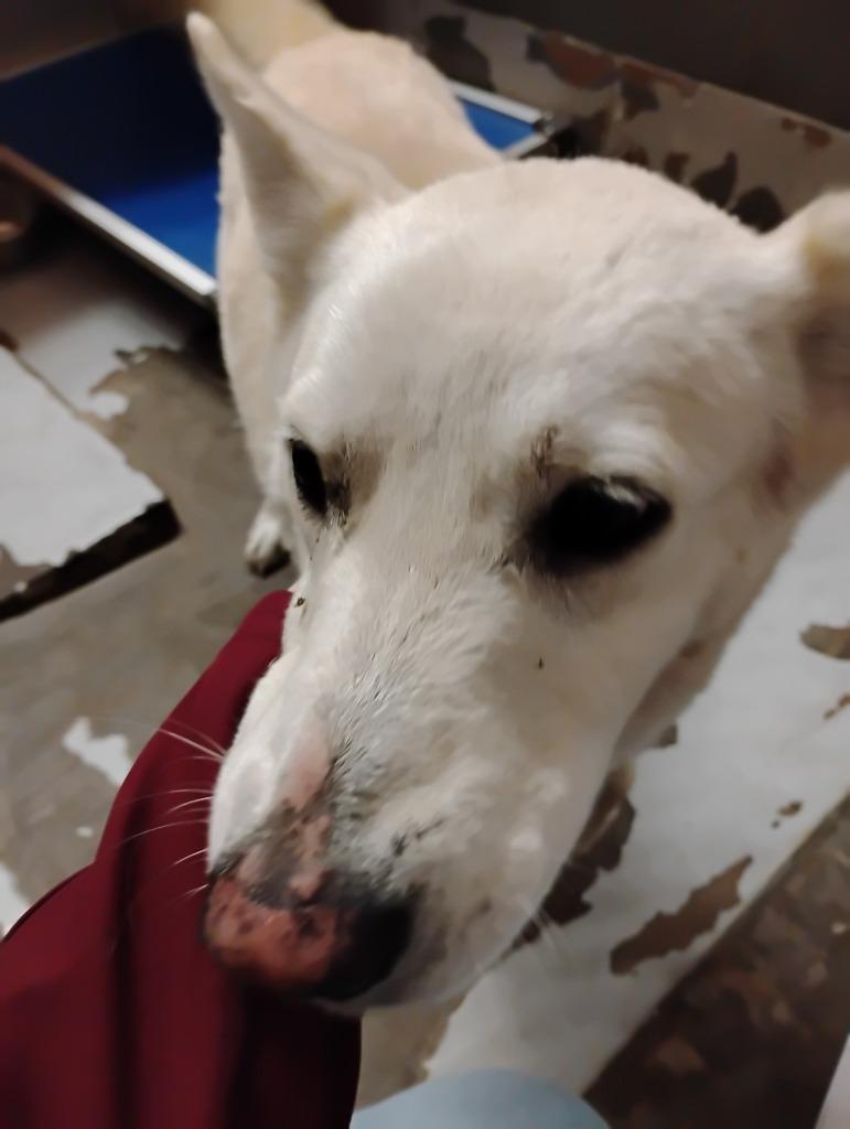 Enlarge Vixen, a Adoptable mixed breed in Rockport, TX image 3/4