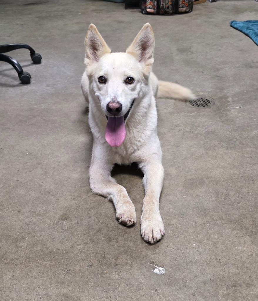 Enlarge Vixen, a Adoptable mixed breed in Rockport, TX image 4/4