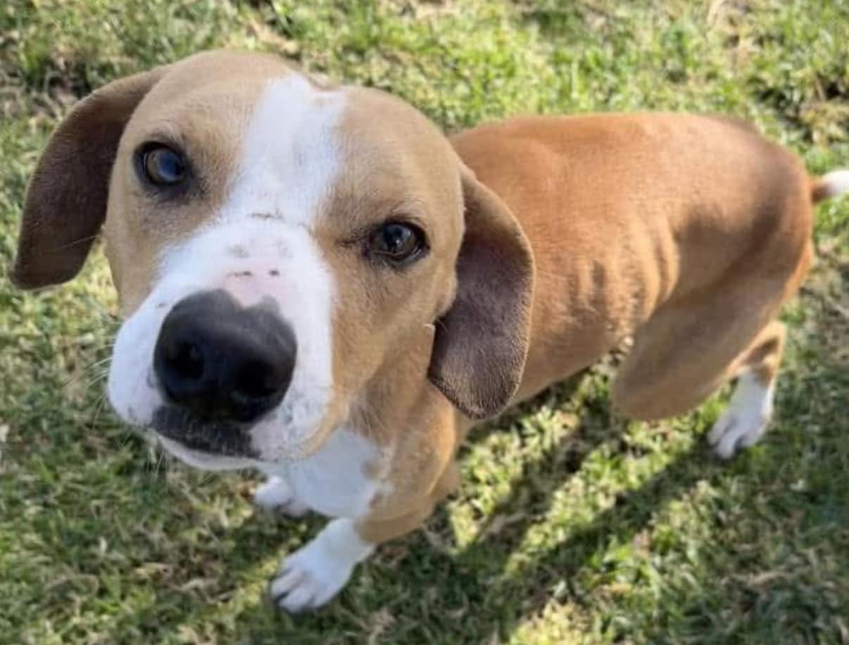 Merlin, Adopted, Young Male Terrier & Italian Greyhound.