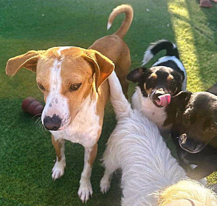 Enlarge Merlin, a Adopted mixed breed in Fallbrook, CA image 2/3