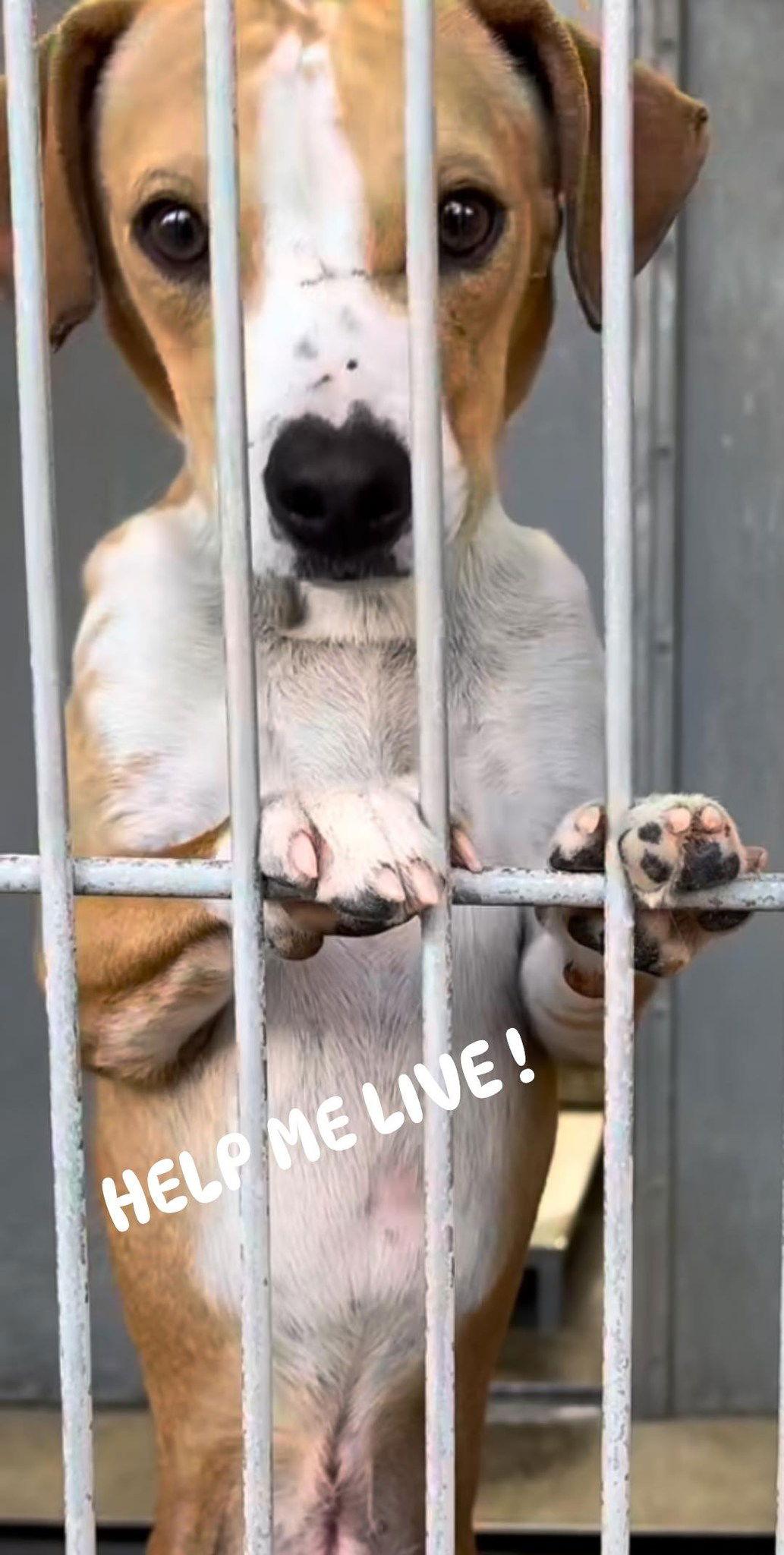 Enlarge Merlin, a Adopted mixed breed in Fallbrook, CA image 3/3