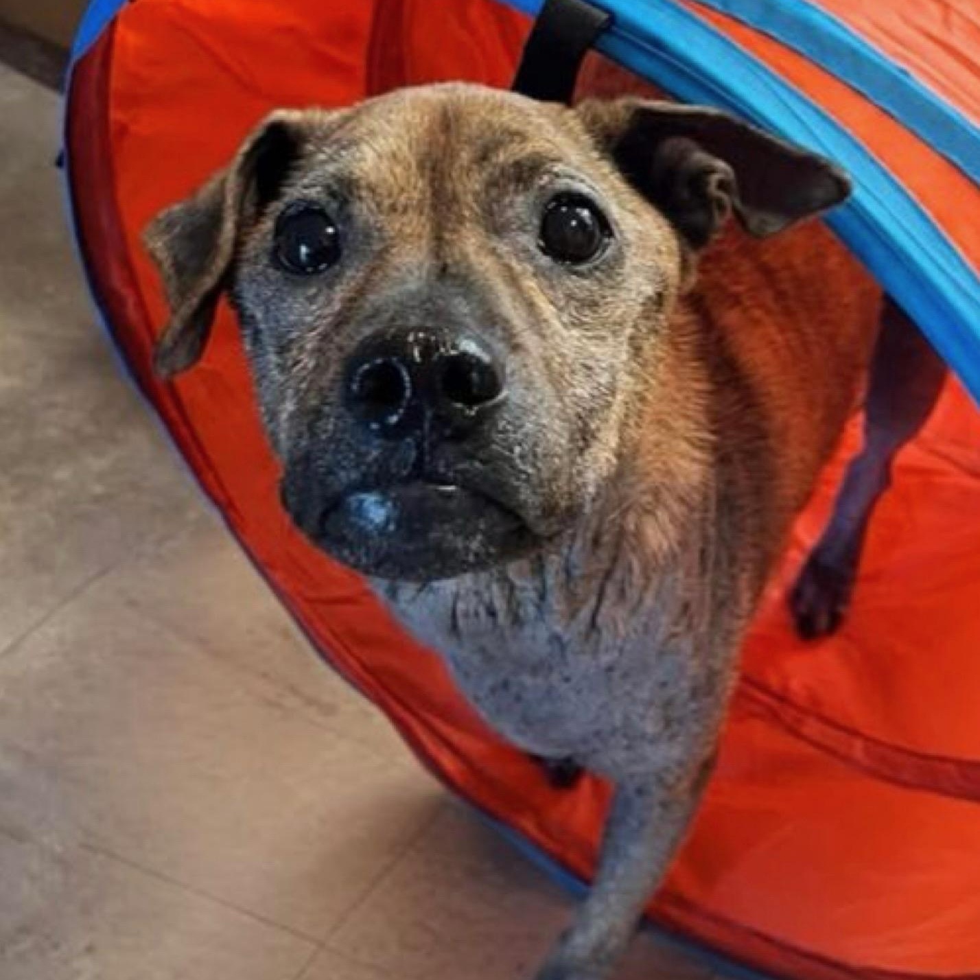 Enlarge Willow, a ADOPTABLE mixed breed in Citrus Heights, CA image 2/6