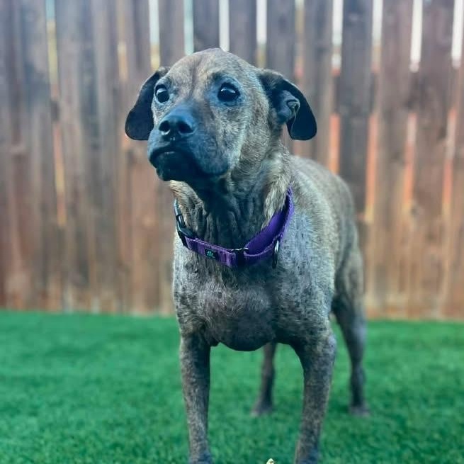 Enlarge Willow, a ADOPTABLE mixed breed in Citrus Heights, CA image 5/6