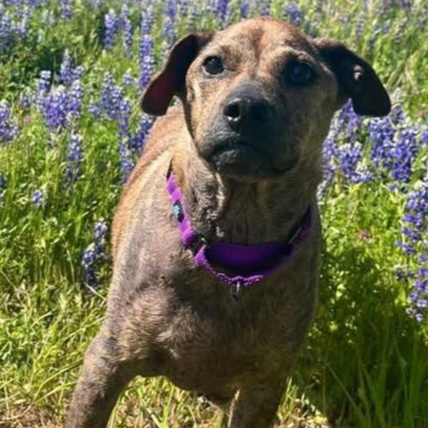 Enlarge Willow, a ADOPTABLE mixed breed in Citrus Heights, CA image 3/6