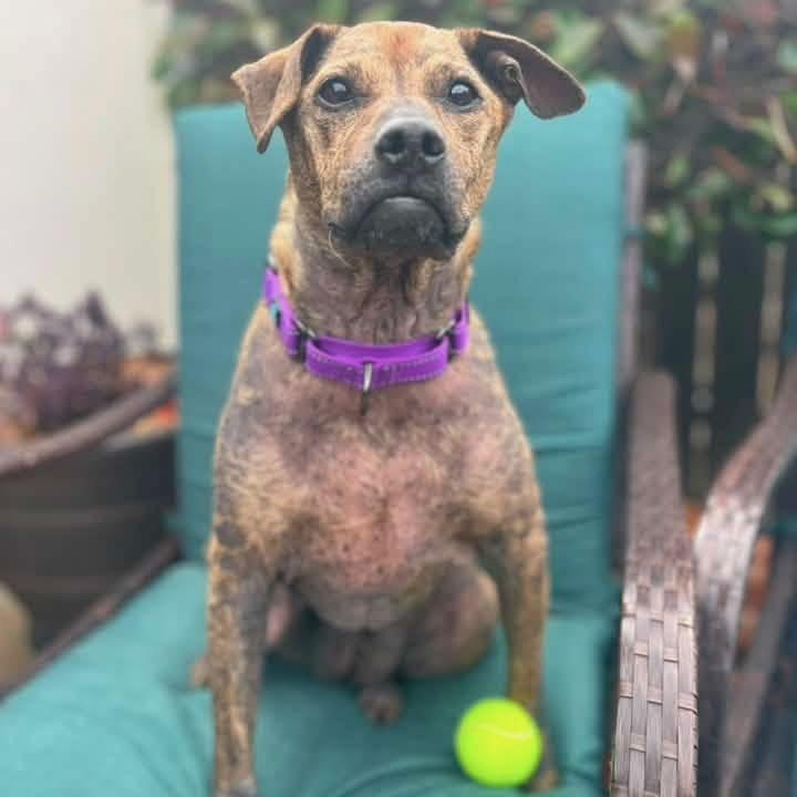 Enlarge Willow, a ADOPTABLE mixed breed in Citrus Heights, CA image 6/6