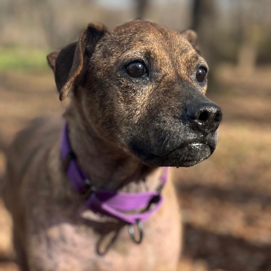 Enlarge Willow, a ADOPTABLE mixed breed in Citrus Heights, CA image 1/6