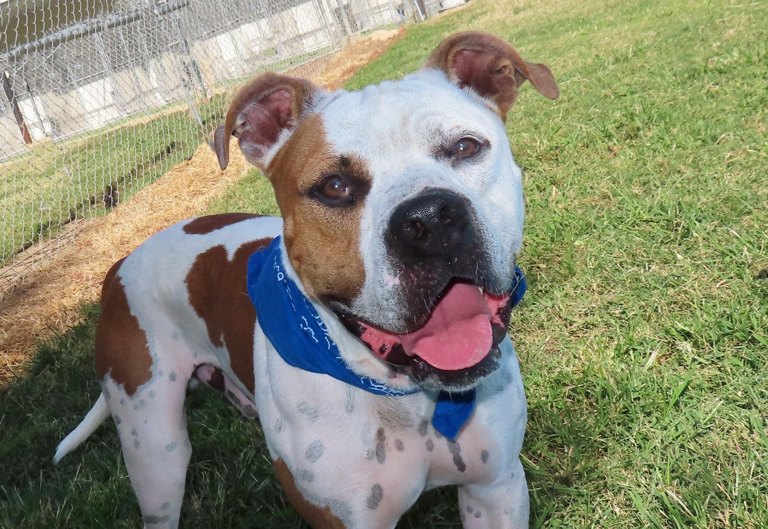 Chuckles 25C-44, Adoptable, Young Male Boxer.