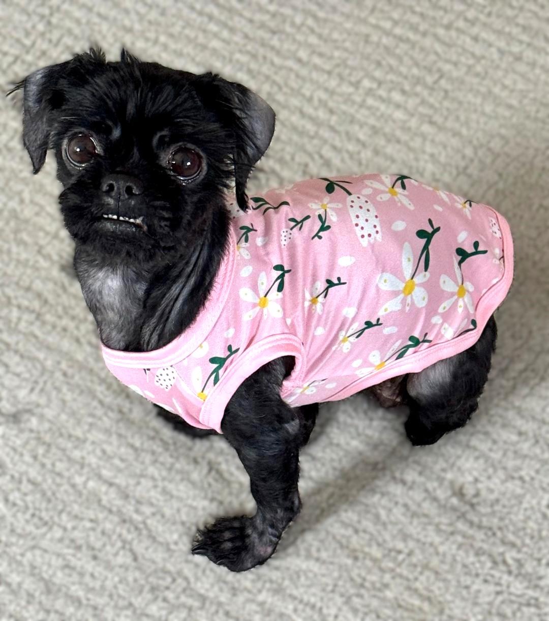 Enlarge Sprout, a ADOPTABLE Shih Tzu in Bridgeton, MO image 3/5