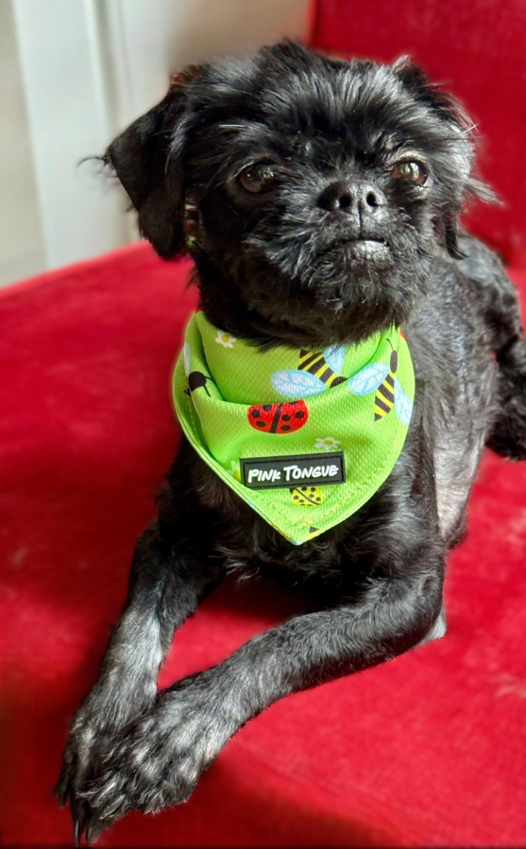 Enlarge Sprout, a ADOPTABLE Shih Tzu in Bridgeton, MO image 4/5