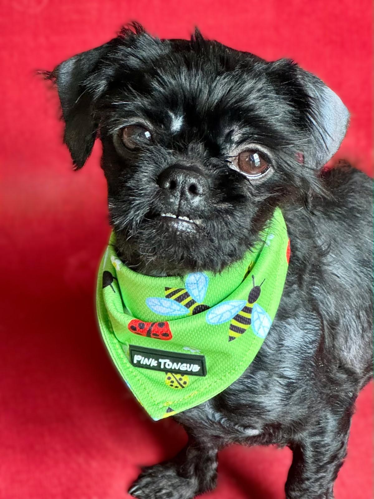 Sprout, ADOPTABLE, Young Female Shih Tzu.