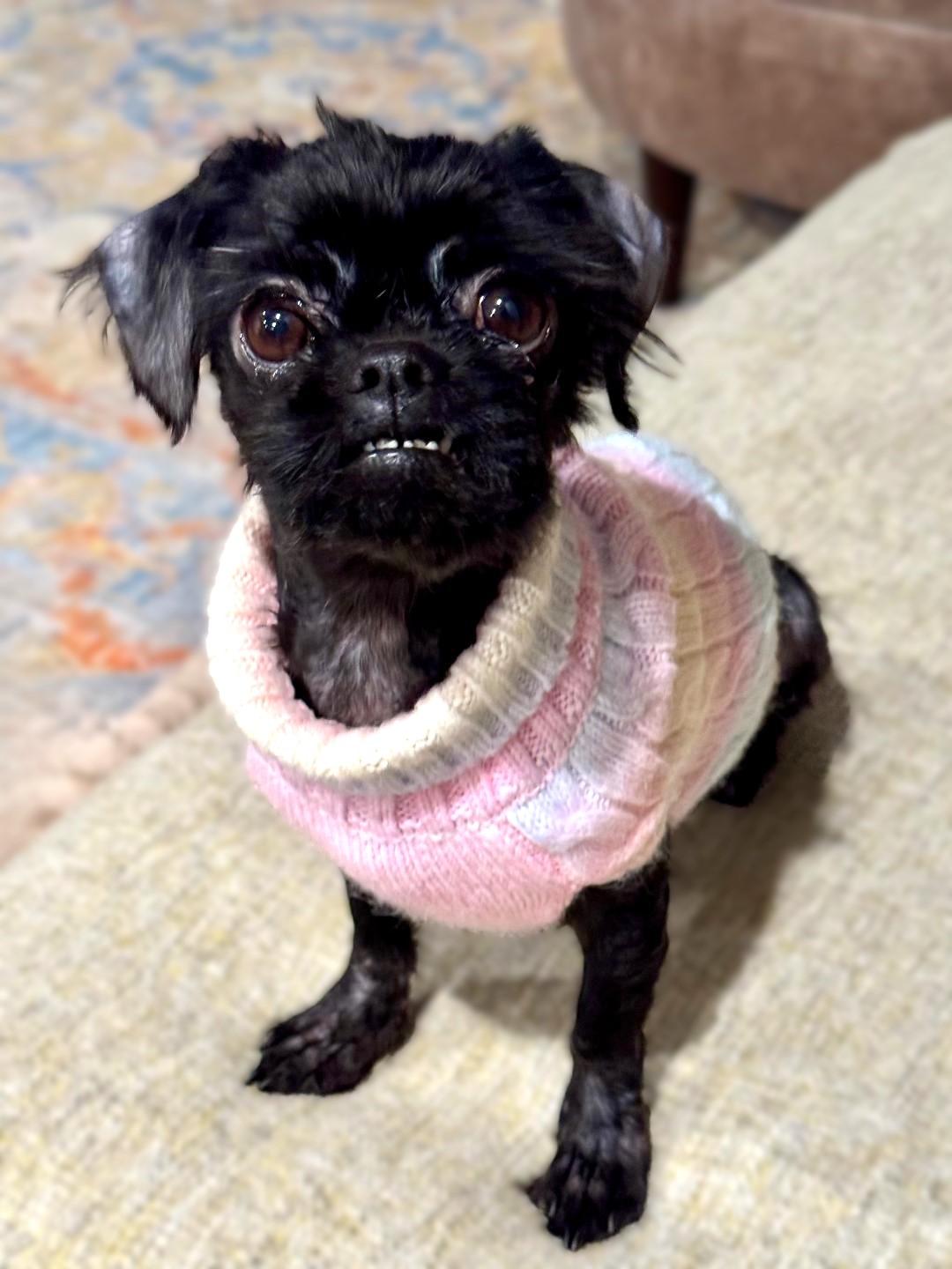 Enlarge Sprout, a ADOPTABLE Shih Tzu in Bridgeton, MO image 2/5