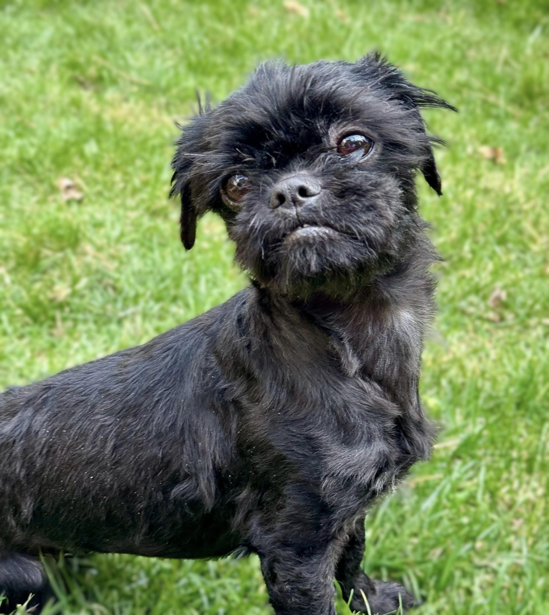 Enlarge Sprout, a ADOPTABLE Shih Tzu in Bridgeton, MO image 5/5
