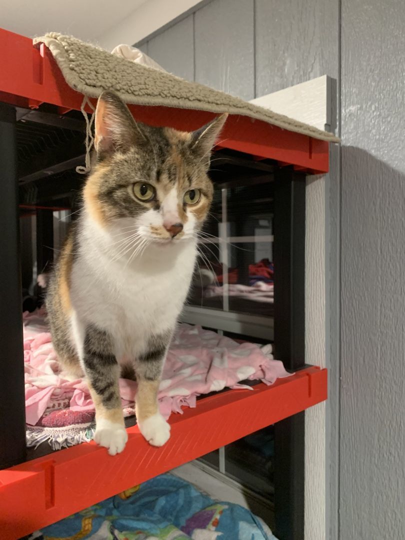 Maple, a Adopted American Shorthair in Onsted, MI image 4/4