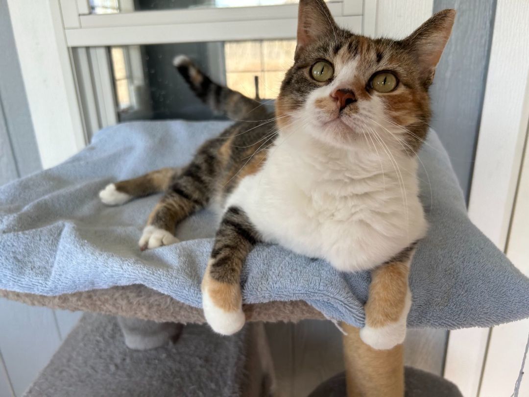 Maple, a Adopted American Shorthair in Onsted, MI image 3/4