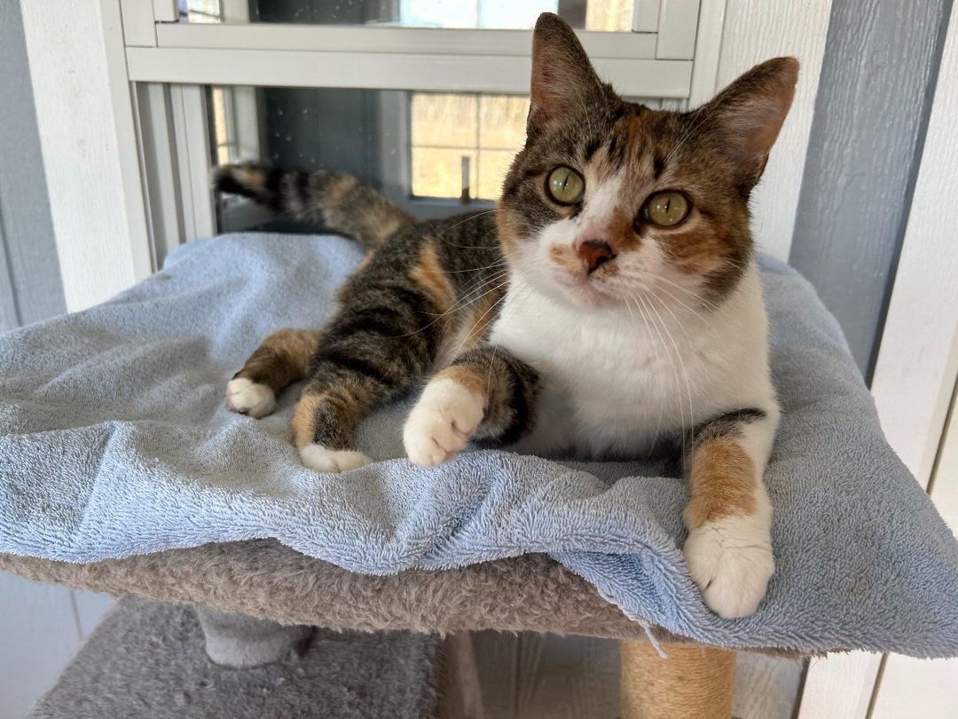 Maple, Adopted, Adult Female American Shorthair.