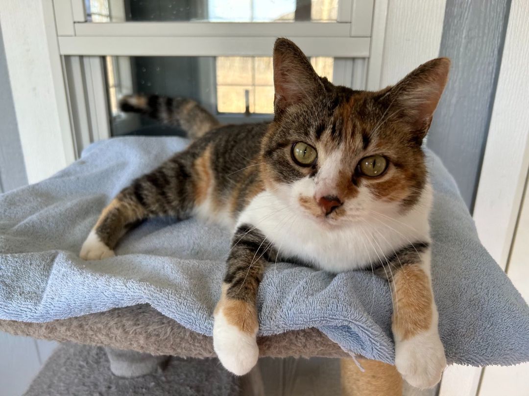 Maple, a Adopted American Shorthair in Onsted, MI image 2/4