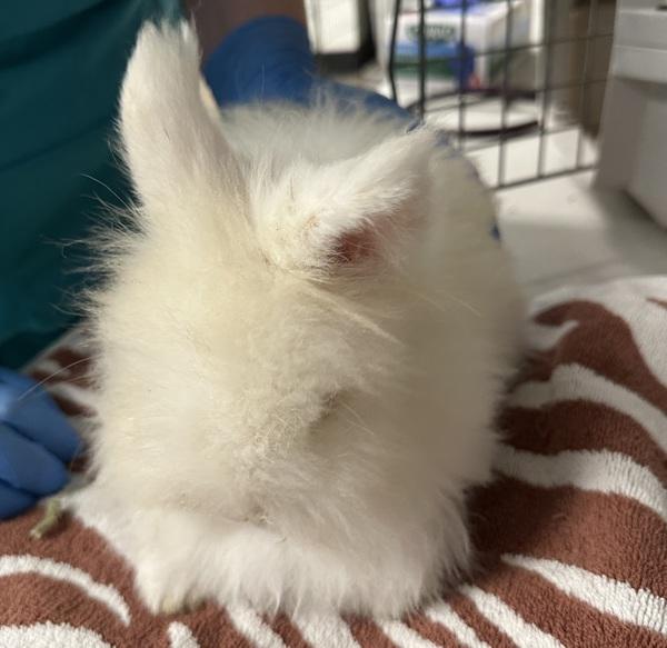 Viktor, Adoptable, Adult Male Angora Rabbit.