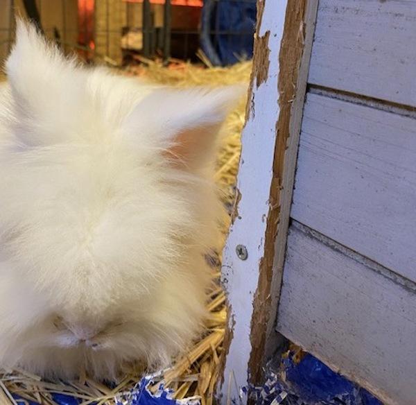 Enlarge Viktor, a Adoptable mixed breed in Silverdale, WA image 2/3