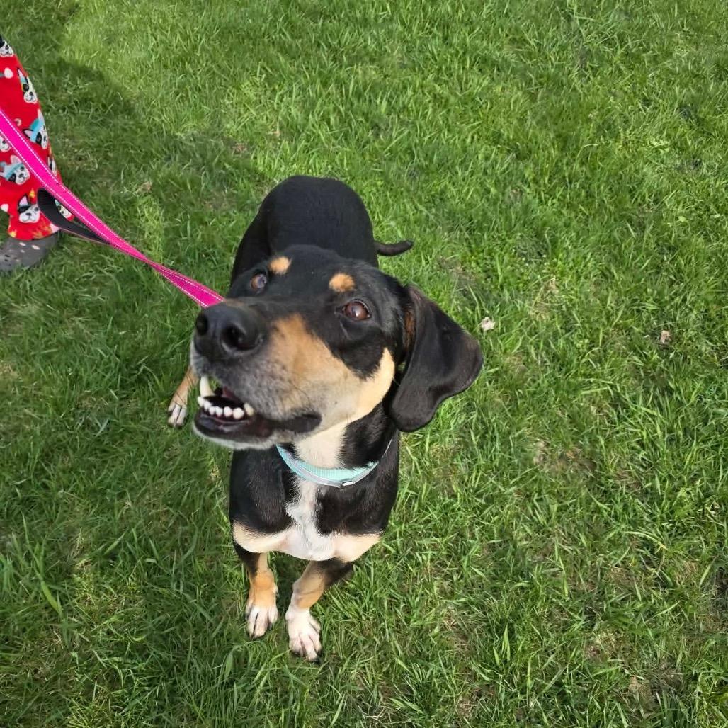 Banner, Adoptable, Adult Male Bloodhound & Mixed Breed.