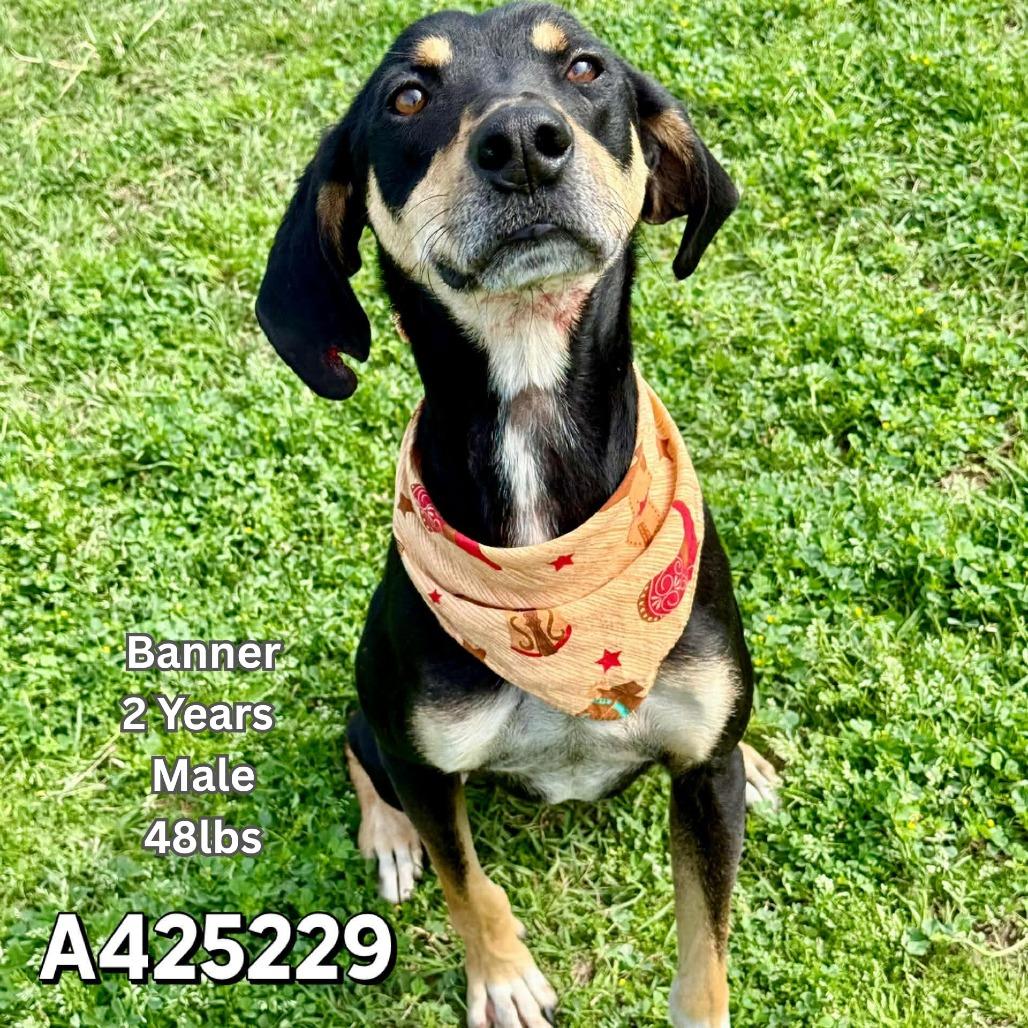 Enlarge Banner, a Adoptable mixed breed in Tomah, WI image 2/6