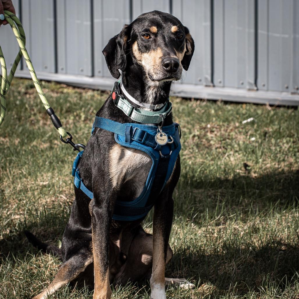 Enlarge Banner, a Adoptable mixed breed in Tomah, WI image 3/6