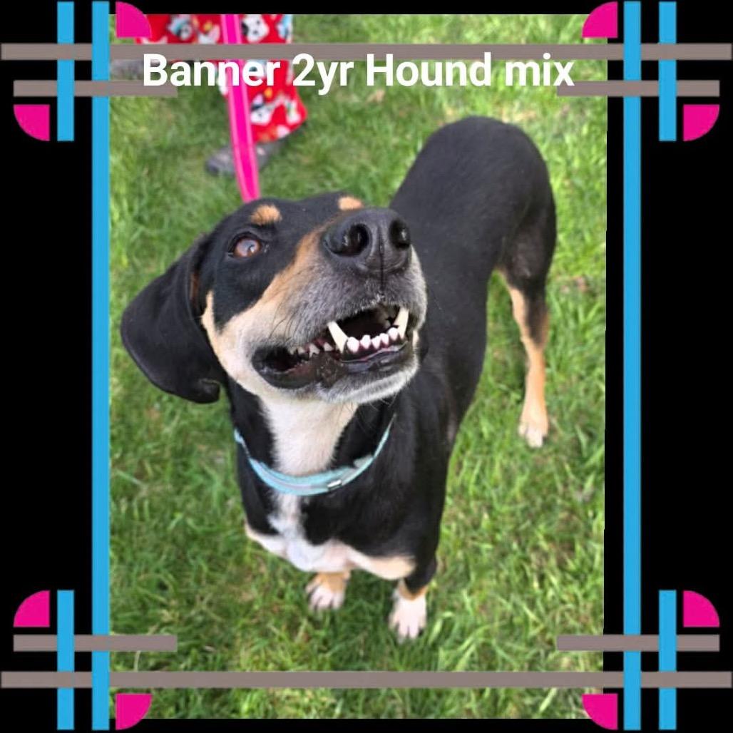 Enlarge Banner, a Adoptable mixed breed in Tomah, WI image 6/6
